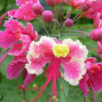 Caesalpinia Pulcherrima Pink 7 Seeds, Shrub or Tree, Great For Smaller Yards