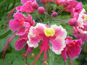 Caesalpinia Pulcherrima Pink 7 Seeds, Shrub or Tree, Great For Smaller Yards