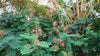 Caesalpinia Pulcherrima Pink 7 Seeds, Shrub or Tree, Great For Smaller Yards