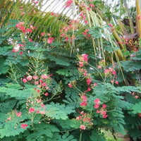 Caesalpinia Pulcherrima Pink 7 Seeds, Shrub or Tree, Great For Smaller Yards