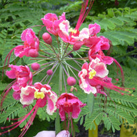 Caesalpinia Pulcherrima Pink 7 Seeds, Shrub or Tree, Great For Smaller Yards