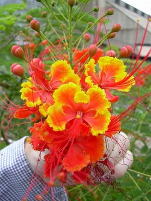 Caesalpinia Pulcherrima Seeds Flowering Shrub / Tree, Bird of Paradise, Poinciana, Pride of Barbados