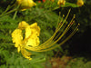 Caesalpinia Pulcherrima Yellow 7 Seeds, Small Shrub or Tree