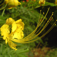 Caesalpinia Pulcherrima Yellow 7 Seeds, Small Shrub or Tree