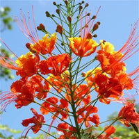 Caesalpinia Pulcherrima Seeds Flowering Shrub / Tree, Bird of Paradise, Poinciana, Pride of Barbados