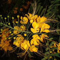 Caesalpinia Pulcherrima Yellow 7 Seeds, Small Shrub or Tree