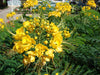 Caesalpinia Pulcherrima Yellow 7 Seeds, Small Shrub or Tree