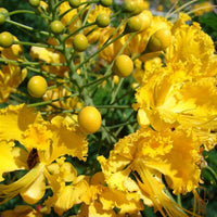 Caesalpinia Pulcherrima Yellow 7 Seeds, Small Shrub or Tree