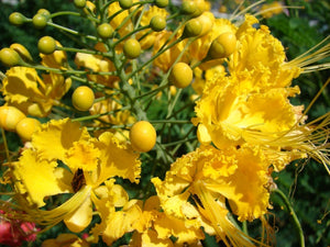 Caesalpinia Pulcherrima Yellow 7 Seeds, Small Shrub or Tree