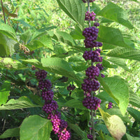 Callicarpa Dichotoma 40/200/400 Seeds, Hardy Ornamental Purple Beauty Berry Shrub