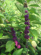 Callicarpa Dichotoma 40/200/400 Seeds, Hardy Ornamental Purple Beauty Berry Shrub