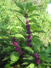 Callicarpa Dichotoma 40/200/400 Seeds, Hardy Ornamental Purple Beauty Berry Shrub