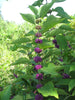 Callicarpa Dichotoma 40/200/400 Seeds, Hardy Ornamental Purple Beauty Berry Shrub