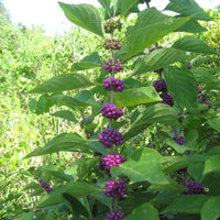 Callicarpa Dichotoma 40/200/400 Seeds, Hardy Ornamental Purple Beauty Berry Shrub