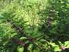 Callicarpa Dichotoma 40/200/400 Seeds, Hardy Ornamental Purple Beauty Berry Shrub