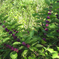 Callicarpa Dichotoma 40/200/400 Seeds, Hardy Ornamental Purple Beauty Berry Shrub