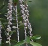 Callistemon Viminalis 500-10,000 Seeds, Weeping Bottle Brush Tree, Ornamental Bonsai