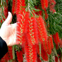 Callistemon Viminalis 500-10,000 Seeds, Weeping Bottle Brush Tree