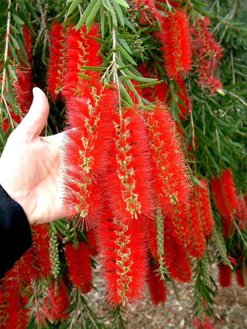 bottlebrush plant seeds Callistemon Viminalis 500-10,000 Seeds, Weeping Bottle Brush Tree, Ornamental Bonsai