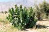 Calotropis Gigantea Shrub 10 Seeds, Giant Milkweed Butterfly Garden