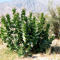 Calotropis Gigantea Shrub 10 Seeds, Giant Milkweed Butterfly Garden