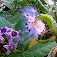Calotropis Gigantea Shrub 10 Seeds, Giant Milkweed Butterfly Garden