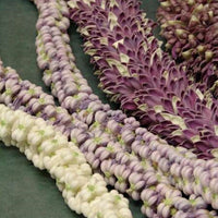 Calotropis Gigantea Shrub 10 Seeds, Giant Milkweed Butterfly Garden