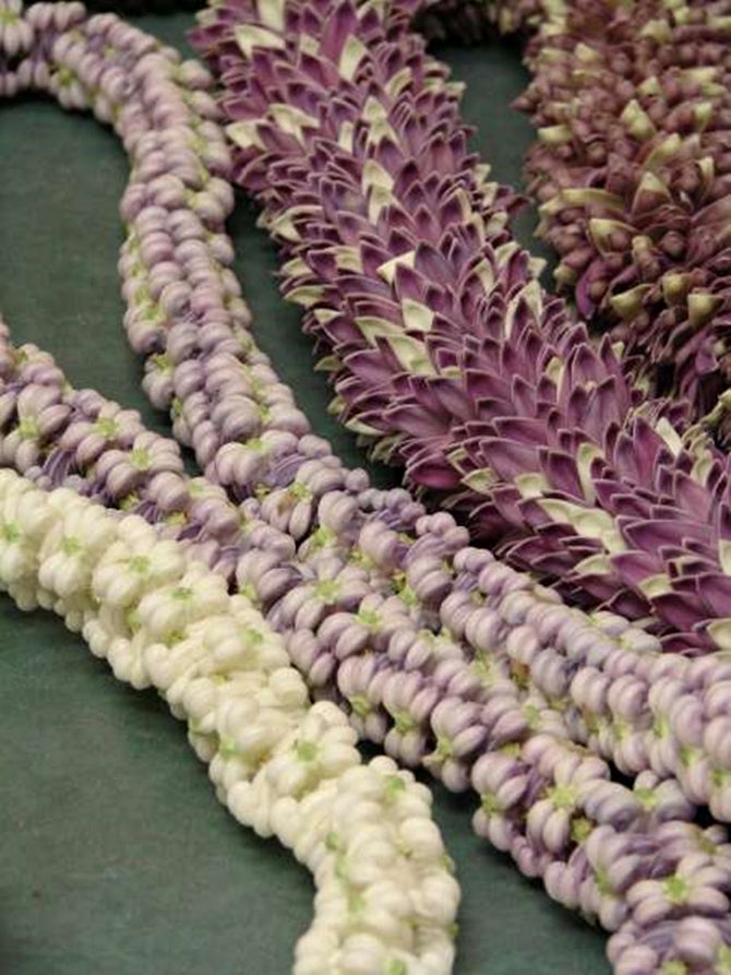 crown flower seed Calotropis Gigantea Shrub 10 Seeds, Giant Milkweed Garden Crown Flower
