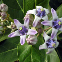 Calotropis Gigantea Shrub 10 Seeds, Giant Milkweed Butterfly Garden