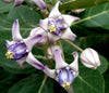 Calotropis Gigantea Shrub 10 Seeds, Giant Milkweed Butterfly Garden