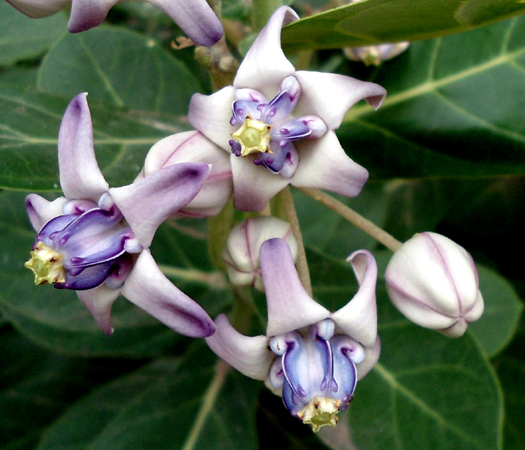 Calotropis Gigantea Shrub 10 Seeds, Giant Milkweed Butterfly Garden
