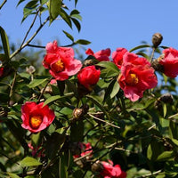 Camellia Chekiangoleosa 2 Large Seeds, Flowering Shrub Or Small Tree