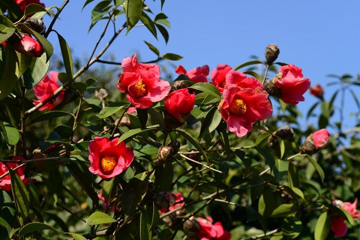 Camellia Chekiangoleosa 2 Large Seeds, Flowering Shrub Or Small Tree