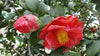 Camellia Chekiangoleosa 2 Large Seeds, Flowering Shrub Or Small Tree