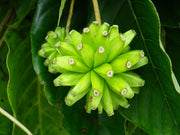 Camptotheca Acuminata Seeds, The Happy Tree, Tree Of Life, Cancer Tree