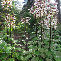 Cardiocrinum Giganteum 10 Seeds, Giant Himalayan Lily Fragrant Perennial Flowers