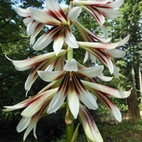 Cardiocrinum Giganteum 10 Seeds, Giant Himalayan Lily Fragrant Perennial Flowers
