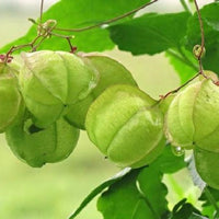 Cardiospermum Halicacabum 15 Seeds, Balloon Vine Medicinal Love In A Puff