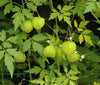 Cardiospermum Halicacabum 15 Seeds, Balloon Vine Medicinal Love In A Puff