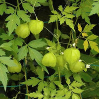 Cardiospermum Halicacabum 15 Seeds, Balloon Vine Medicinal Love In A Puff