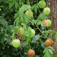 Cardiospermum Halicacabum 15 Seeds, Balloon Vine Medicinal Love In A Puff