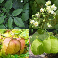 Cardiospermum Halicacabum 15 Seeds, Balloon Vine Medicinal Love In A Puff