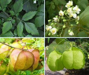 Cardiospermum Halicacabum 15 Seeds, Balloon Vine Medicinal Love In A Puff