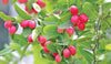 Carissa Carandas 15 Seeds, Edible Fruit Karonda Climbing Medicinal Shrub