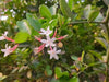 Carissa Carandas 15 Seeds, Edible Fruit Karonda Climbing Medicinal Shrub