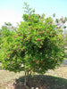 Carissa Carandas 15 Seeds, Edible Fruit Karonda Climbing Medicinal Shrub