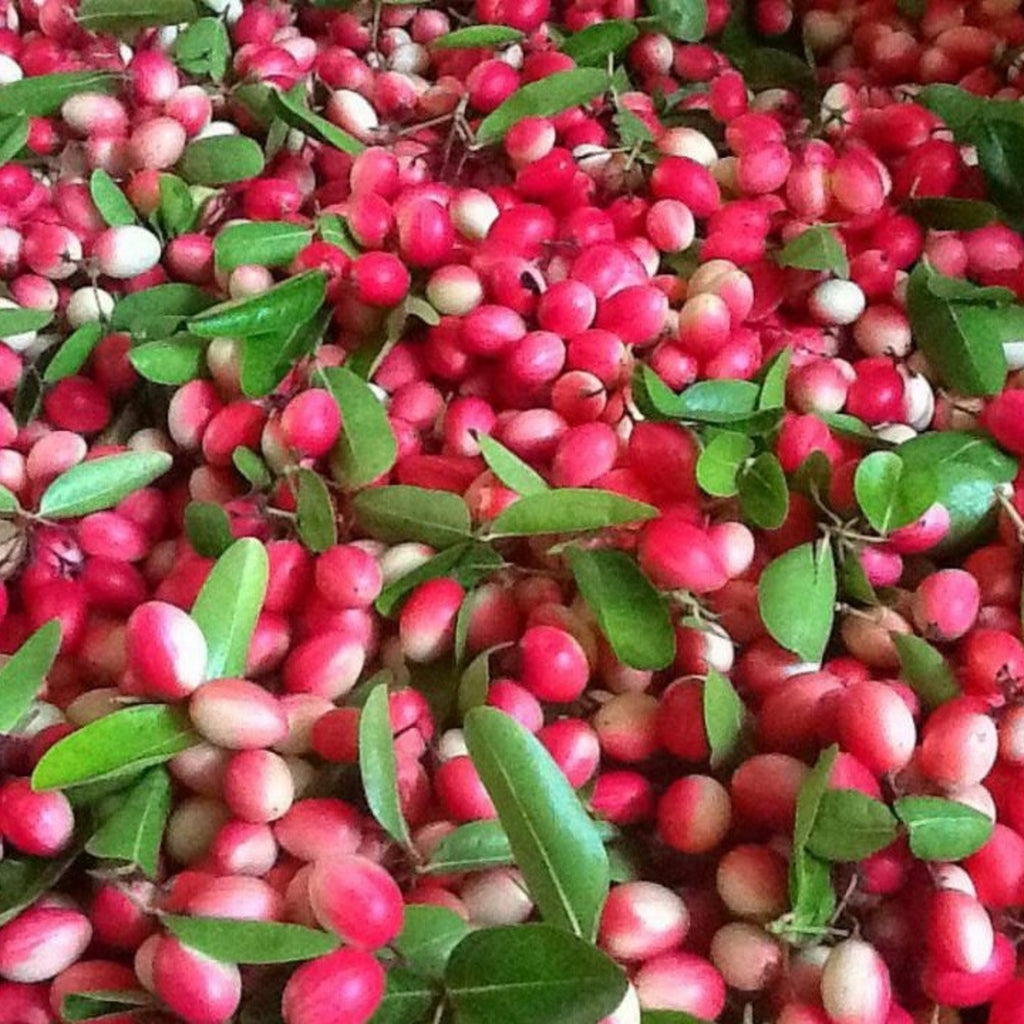 Carissa Carandas 15 Seeds, Edible Fruit Karonda Climbing Medicinal Shrub