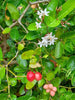 Carissa Carandas 15 Seeds, Edible Fruit Karonda Climbing Medicinal Shrub