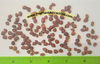 Carissa Carandas 15 Seeds, Edible Fruit Karonda Climbing Medicinal Shrub