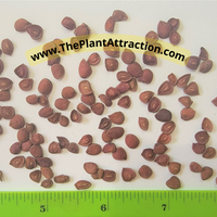 Carissa Carandas 15 Seeds, Edible Fruit Karonda Climbing Medicinal Shrub